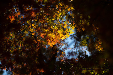 紅葉