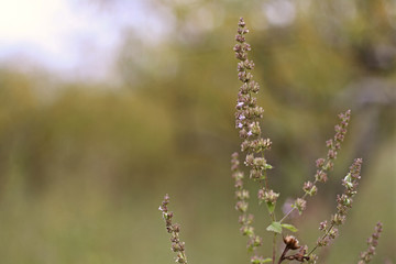 Ramo de flor