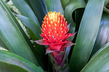 Red Pineapple Flower - red bromeliad, (Billbergia Pyramidalis)