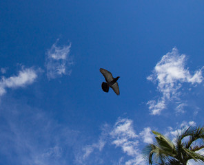 Fly pigeon