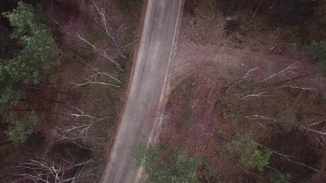 road path woods fog autumn trees bushes hoarfrost fog gray gloomy