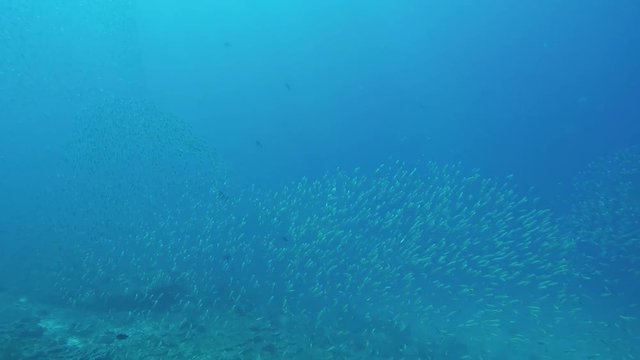 Predators hunting huge schools of small reef fishes in the Mu Ko Surin underwater national park in the Andaman Sea in Thailand
