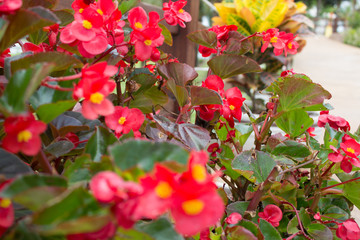 Obraz premium Flower red