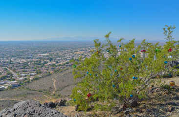 Thunderbird Park Christmas Bushes, Maricopa County, Glendale, Arizona