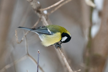 Obraz premium Sikora bogatka (Parus major) - ptak z rodziny sikorowatych w naturalnym środowisku z naturalnym światłem, z bliska.