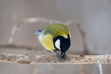 Great tit (Parus major) - a bird of the titmouse family in its natural environment with natural light, close-up.