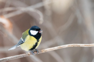 Great tit (Parus major) - a bird of the titmouse family in its natural environment with natural light, close-up.