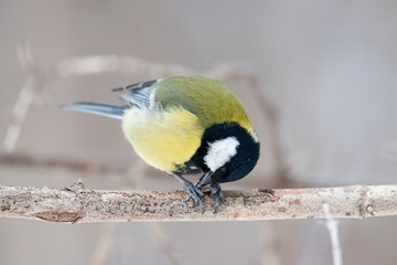 Obraz premium Sikora bogatka (Parus major) - ptak z rodziny sikorkowatych w naturalnym środowisku z naturalnym światłem, z bliska.