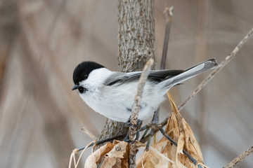 The willow tit (Poecile montanus) is a passerine bird in the tit family, Paridae