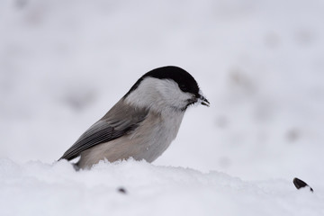 The willow tit (Poecile montanus) is a passerine bird in the tit family, Paridae