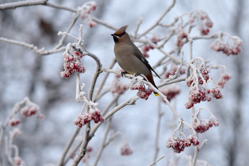 Winter Bohemian Waxwing