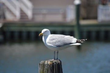 Sea Gull 1