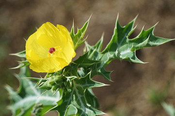 fleur de cactus jaune