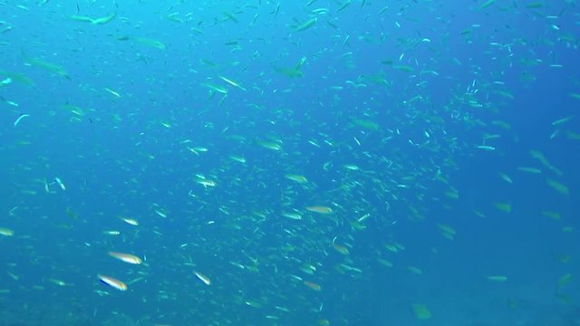 Huge swarms of small fish showing their beautiful underwater ballet at the reef