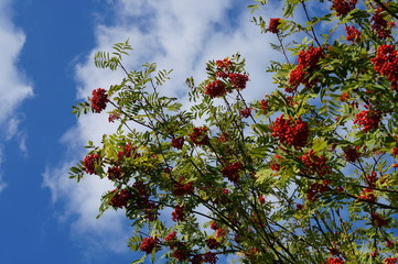 Vogelbeeren Baum © Brand75