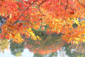 陽光を浴びて輝く水辺の紅葉