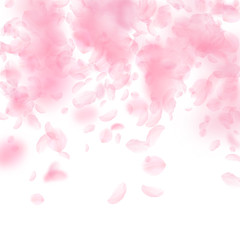 Sakura petals falling down. Romantic pink flowers 