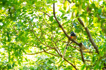 Red-billed Blue Magpie. clicked at Sattal at asia Thailand.