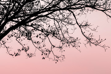 Branch of Bodhi Tree silhouette in autumn of tropical nature on twilight background for Romantic element concept design.