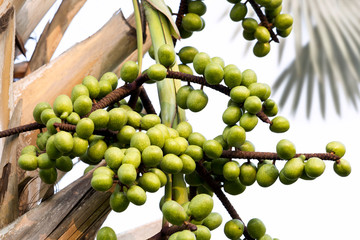 Fototapeta premium Liście i owoc fanem palma lub wysocy drzewka palmowe na białym tle. Koncepcja żywności dla zdrowia.
