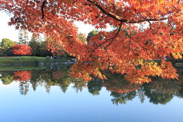 池を覆う紅葉
