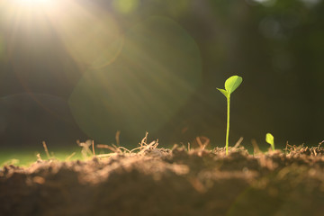 Young plant in the morning light on nature background