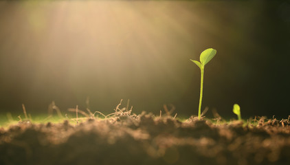 Young plant in the morning light on nature background