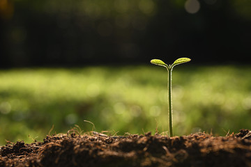 Young plant in the morning light on nature background