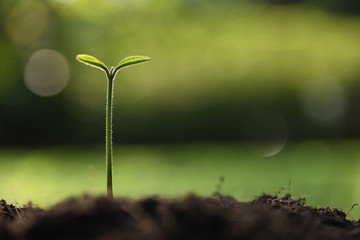 Young plant in the morning light on nature background