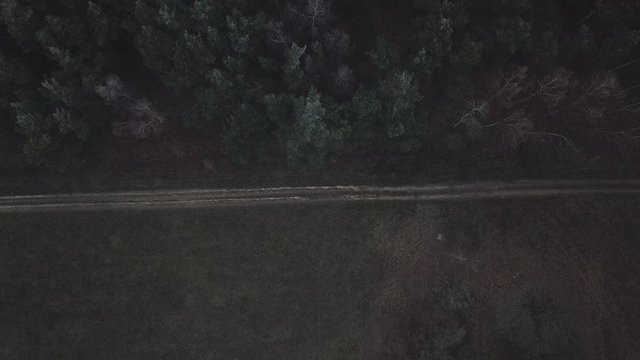 road path woods fog autumn trees bushes hoarfrost fog gray gloomy