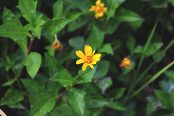 Fototapeta premium small yellow flower with green leaves