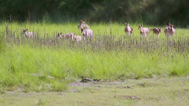 Spotted Deer small group running in grass in Bardia national park, Nepal - specie Axix axis family of Cervidae