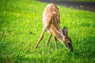 wild bembi deer fawn feeding on a meadow in mountains