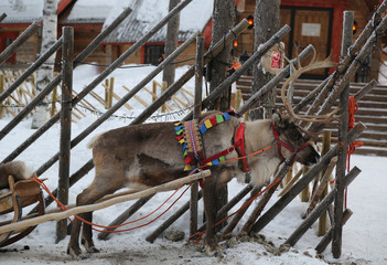 Reindeer in Finnish Lapland