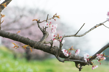 桜の開花