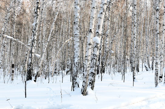 White brich forest in winter evening. Sunset. Russian nature.