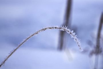 fallen dry autumn leaf and cereal spikelet on straw are covered with morning frost .