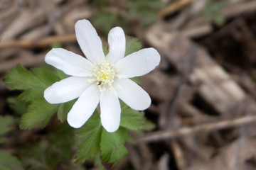 white snowdrop flower isolated on white field .