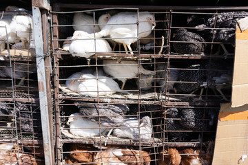 hens hens are closed in tight cages . © baon