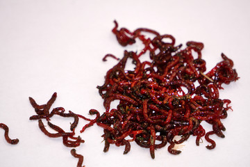 Obraz premium bloodworms midge larvae is common life food for aquarium fish and live-bait for fishing.