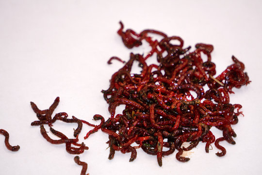 bloodworms midge larvae is common life food for aquarium fish and live-bait for fishing.