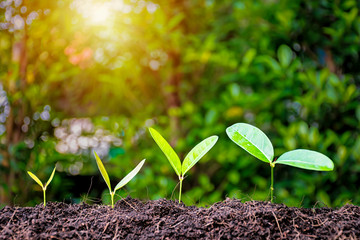 Business Growth concept.Tree are growing.