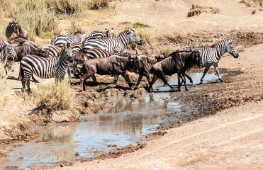 Fototapeta na wymiar Zebras and wildebeest crossing the Serengeti in