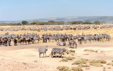 Zebras and wildebeest crossing the Serengeti in