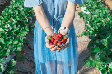 Strawberry in the hand of a fruit farmer.