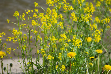 Fototapeta premium flower grass at relax morning time detail yard,