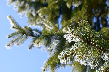 A branch of a Christmas tree covered with hoarfrost.