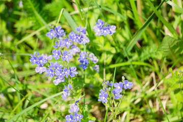 Wildflower Pansy soft softness tender tricolor viola,