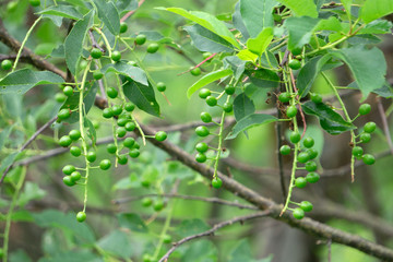 Buds that bloom on a tree known as bird Cherry, mulberry, tree. The first flowers on the trees in the spring. Honey and herbs .