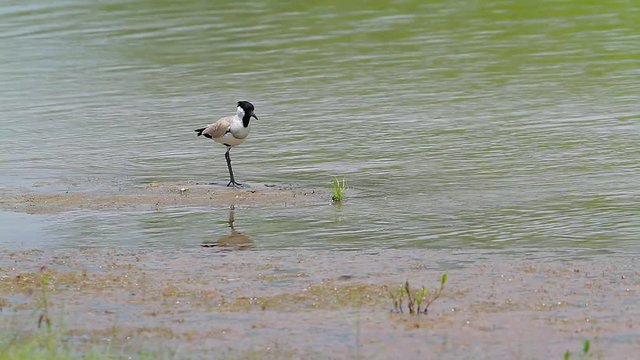 River lapwing eating and wading in Bardia national park, Nepal - specie Vanellus duvaucelii family of Charadriidae
